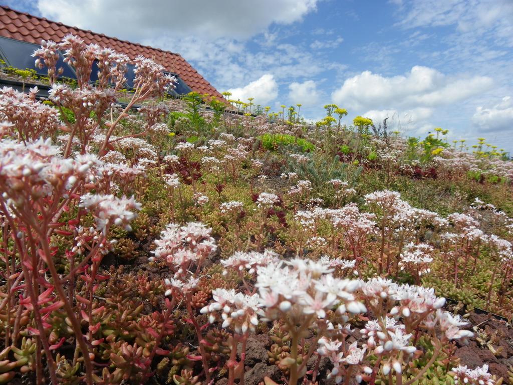 Fleur De Ciel Villa Loos-en-Gohelle Exteriör bild